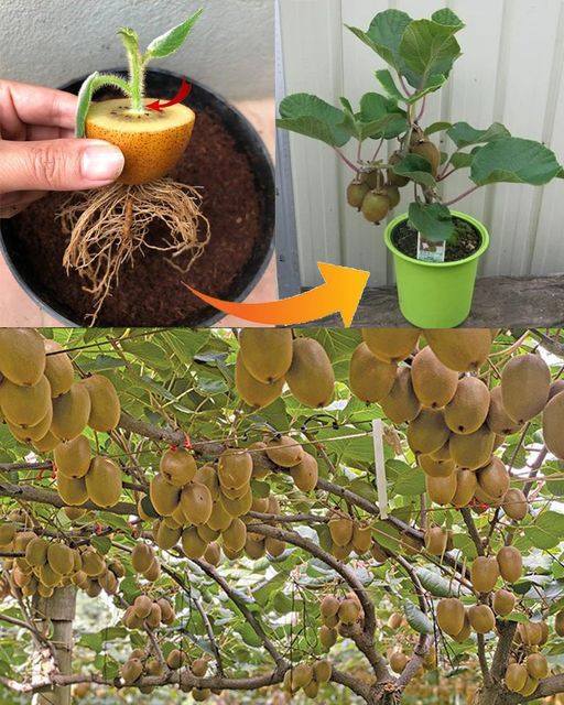 Como Cultivar Kiwi em Casa: Passo a Passo