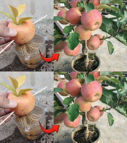 Como Cultivar Maçãs em Casa: Um Guia Prático