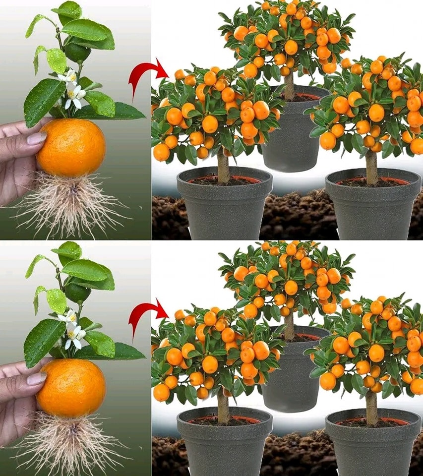 Como Fazer Brotar Laranjas em uma Xícara: Um Guia Passo a Passo